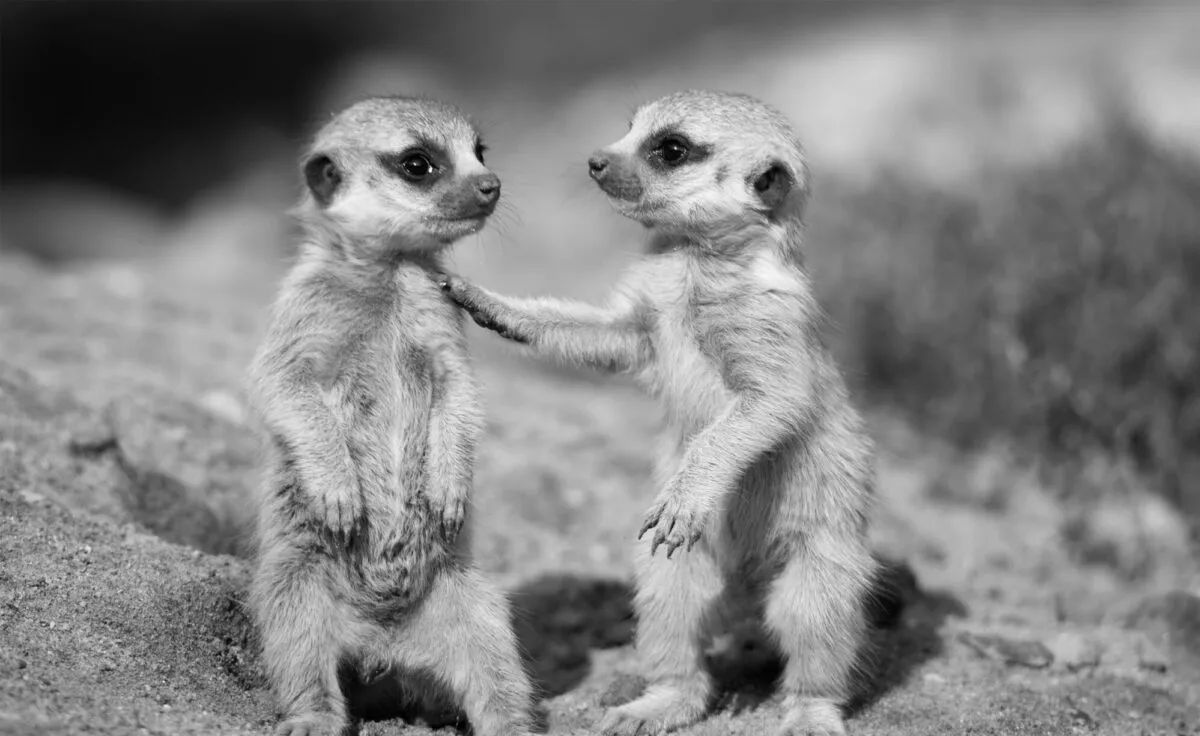 Image de fond